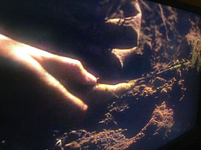 The only radish left in the entire burning South.